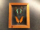 framed butterfly specimens - Two butterfly specimens, framed, Doxocopa Laurentia and Dione Juno, good cond.