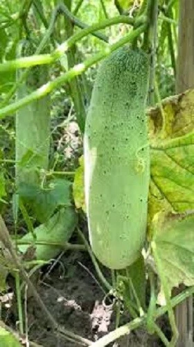 Cucumber Seeds NEPALESE CUCUMBER Spring Summer Autumn Vegetable Garden Cucumber - Image 1 of 1