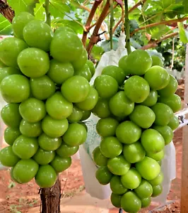 6 ORGANIC SEEDS Grape GIANT GREEN GLOBE SHINE MUSCAT Fruit Vine Sweet Heirloom - Picture 1 of 2