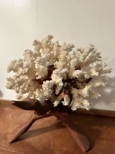 Ottimo grande corallo bianco naturale con espositore in legno - 8” x 5” - Foto 1 di 10