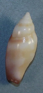 STROMBUS FRAGILIS 35,14mm BELLISSIMO ESEMPLARE Vetro Breakwall, Guam - Foto 1 di 2