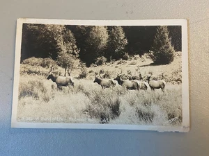 Circa 1910 Band Of Elk Redwood Highway California Postcard RPPC B&W - Picture 1 of 2