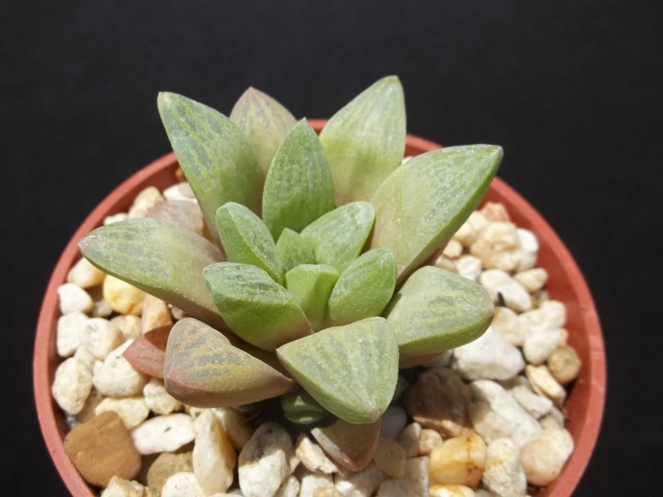 Haworthia turgida var. Suberecta rara planta suculenta exótica cactus cactus 4" POT Foto 1 de 1