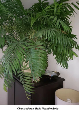 Seed Palmier Chamaedorea Bella Neanthe Bella Parlor Palm Tree Indoors Outdoors  - Image 1 of 4