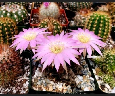 Echinopsis backebergii subs. wrightiana | Lobivia winteriana (20 Seeds) - Image 1 of 4