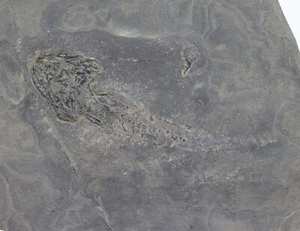 Anfibio, Sclerocephalus haeuseri, Perm, Rotliegendes, Odernheim, Germania-k294 - Foto 1 di 6