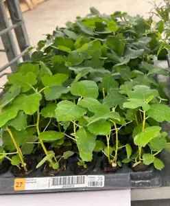 Fignomenal Fig (Ficus carica) 1 TC Plant/Plug - 3-6 inches - Edible Fruit!!! - Picture 1 of 3