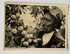 Vintage 1940s Press Photograph - KENT APPLES ORCHARD AGRICULTURE FARMING WW2
