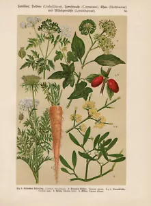 Spotted Hemlock Carrot Kornelkirsche Ivy Mistletoe Lithography From 1911 - Bild 1 von 1