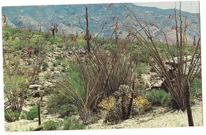 OCOTILLO CACTUS Cacti Blooming Southwest Desert Springtime Arizona Postcard AZ  - Picture 1 of 2