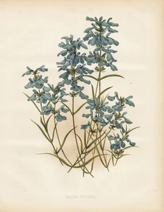 Silvia Pitcheri Sage Herbs Botany Robinson Litho - Picture 1 of 1