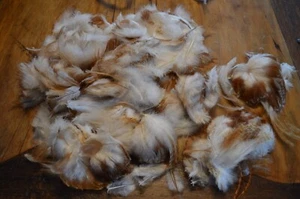 LARGE LOT OF REAL CHICKEN BIRD FEATHERS,FLY LURE TYING,CRAFTS,ORANGE & WHITE - Picture 1 of 5