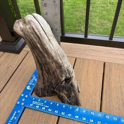 Rhino Horn Driftwood 13x8.5 Dense Natural Wood Terrarium Aquascaping Decor - Image 1 of 4