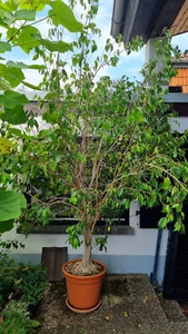 Ficus Benjamini, Birkenfeige, etwa 275 hoch - Bild 1 von 4