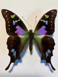 Dried Insect/Butterfly/Moth Non set B2654 Rare Purple/Green Graphium weiskei - Picture 1 of 3