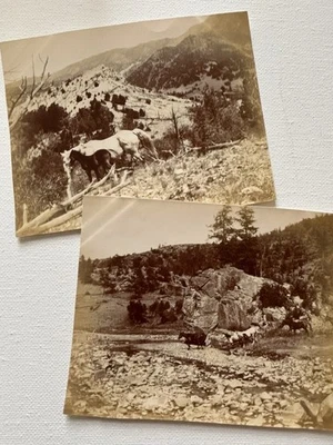 Maravillosas fotos instantáneas antiguas de caballos salvajes y un potro salvaje oeste Foto 1 de 4