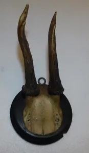 ANCIEN TROPHEE DE CHASSE de 1910 . CORNE DE CHEVREUIL . BOIS 11 cm 4 CORS . n°13 - Imagen 1 de 5