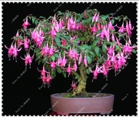 US-50pcs/bag Fuchsia Seeds Potted Flowers seeds,bonsai seeds for home garden