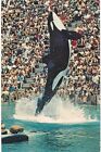 Orlando Sea World Shamu Jumping 1980 FL 
