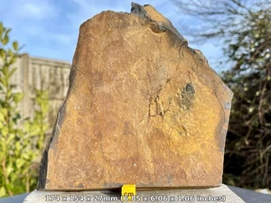 Seltener versteinerter Karpoid Jeffreicystis aus britischem Ordovizium zertifiziert - Bild 1 von 3