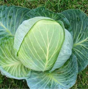 Semillas profesionales Cabbage Atria F1 20 originales envío a todo el mundo - Imagen 1 de 3