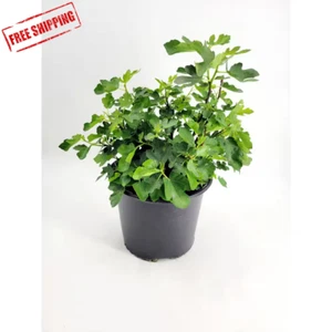 Chicago Hardy' Fig (Ficus Carica) Tree - 3 Gal., Light Purple Fruit ๐ฒ๐ฒ - Picture 1 of 10