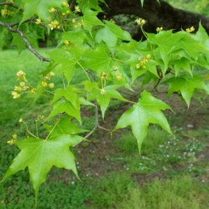 5 Seeds of Acer Truncatum - Picture 1 of 2