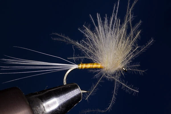 Fliegentom Trockenfliege - 3 Stück Bernsteinfarbene CDC Dun mit Biotskörper (2) - Bild 1 von 1