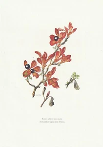 Planche 124 Histoire Naturelle Flore 2 : Raisin d'ours des Alpes - Foto 1 di 1