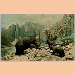 Postcard Grizzly Bear Habitat Exhibit Jasper Alberta 1970 - Picture 1 of 4