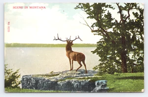 Elk on Rock Overlook Scene in Montana c1905 Postcard Wildlife Lake View - Picture 1 of 4