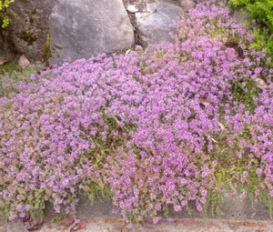 CREEPING THYME DWARF Thymus Serpyllum Ground Cover - 30,000 Bulk Seeds - Picture 1 of 3