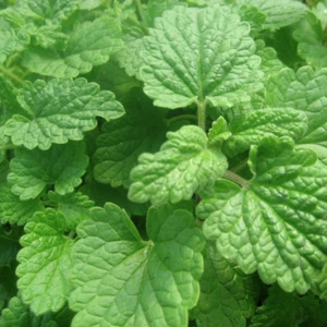 Lemon Catnip Seeds | 300 Seeds | Heirloom / Non-GMO | Free Shipping | 1165 - Picture 1 of 1
