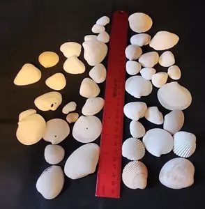 Clam Seashells of Various Sizes and Shapes for Home or Garden Project 6 oz - Picture 1 of 8
