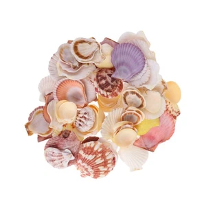  Conchiglie Mare per Artigianato Decorazione Acquario Ornamenti Pesci Decorazioni Acquatico - Foto 1 di 11