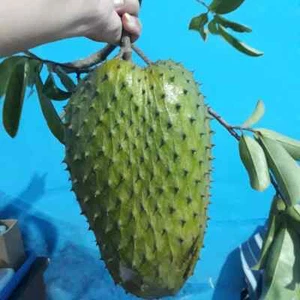 Ratu Soursop Seedss (Annona muricata) var. Ratu 100+ Seedss - Picture 1 of 8