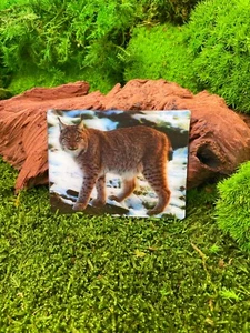 Schneeluchs Luchs Raub Katze 9x7cm 3D Kühlschrankmagnet Magnet Karte Bild - Picture 1 of 2