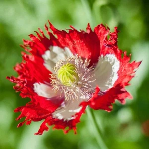 Pat's Poppies -1000 Danish Flag Poppy Seeds- H-Quality Papaever Somniferum Seeds - Picture 1 of 6