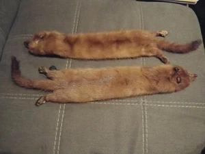 MINK STOLE - Mano Swartz Baltimore/Vintage 2 Beautiful furs needs repair - Picture 1 of 12