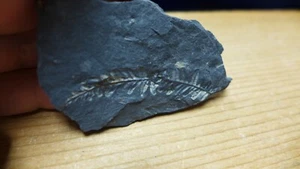 GEOLOGICAL ENTERPRISES Pennsylvanian Fossil Plant Altethopteris ambiqua Penn. - Picture 1 of 5