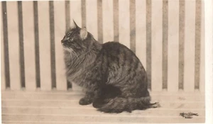 animals comic cat kittens pets old postcard animal greetings - Foto 1 di 1