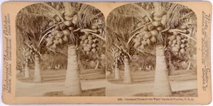 Usa.Etats-Unis.Florida.Floride.Cocoanut Trees.Cocotiers.Photo Stereo Underwood. - Foto 1 di 2