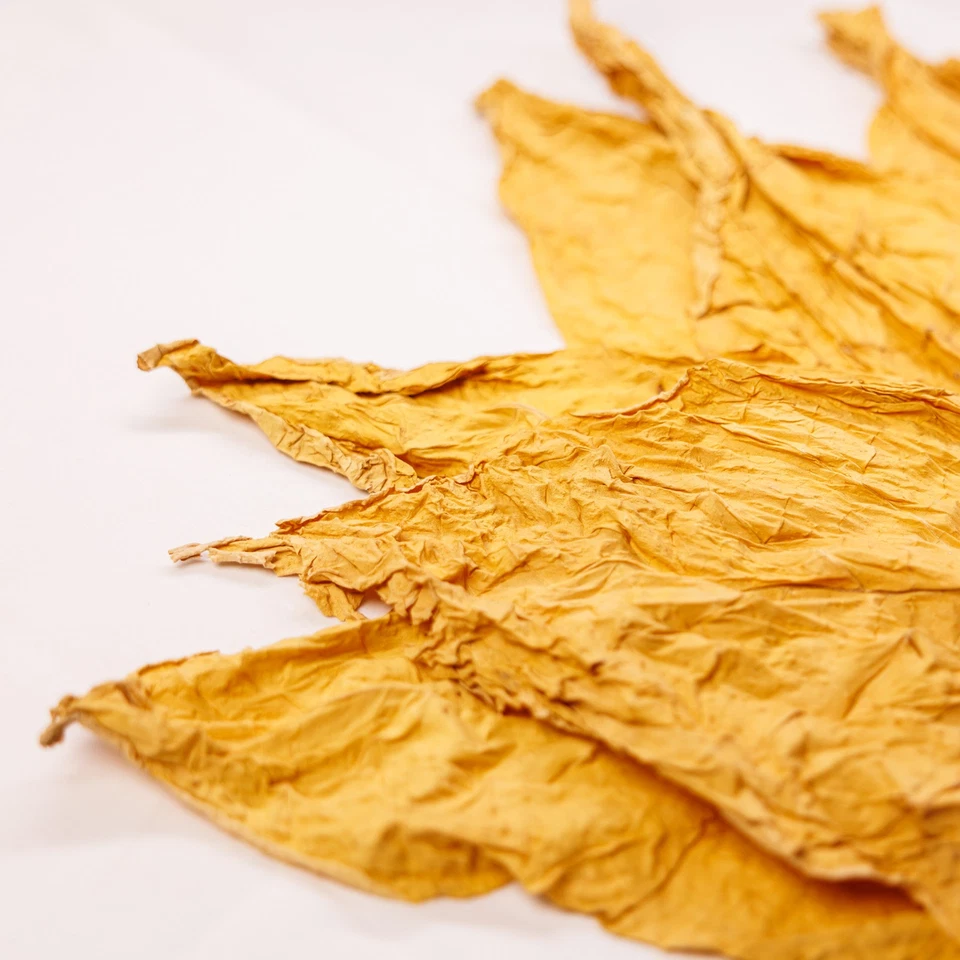 Virginia-Gold-Tabakblätter-Rohtabak der Klasse II - Bild 1 von 4