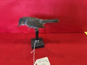 Taxidermia de montaje de pájaro curruca sarda criada en cautiverio BIT6 - Imagen 1 de 6