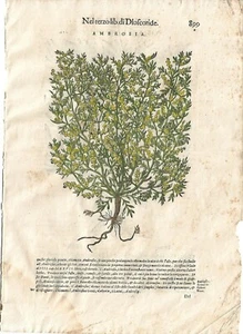 Stampa antica MATTIOLI MATTHIOLI erbario AMBROSIA botanica 1604 Antique print - Foto 1 di 1