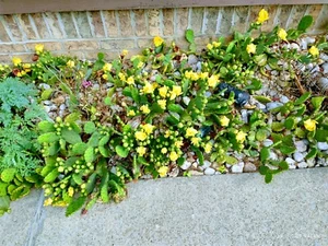 Winter hardy Prickly Prickley Pear Cacti 10 pad yellow flowers cactus - Picture 1 of 20