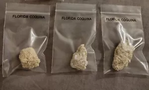 Florida Coquina Rock Einteiler - Bild 1 von 1