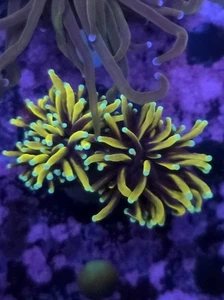 WYSIWYG 2 Head True 24K Gold Torch Marine Coral Frag LPS Not Soft Coral SPS Zoa - Picture 1 of 1