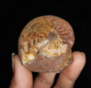 ¡¡INCREÍBLES AMONITAS!! FÓSIL DE PRONORITIDAE SOBRE MATRIZ DE TIMOR INDONESIA, 40 MM - Imagen 1 de 7