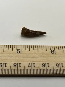 Pterosaur Pterodactyl .75” T00TH Dinosaur F0SSIL not T Rex Cretaceous CS 15 - Picture 1 of 6